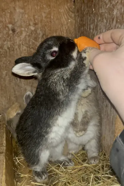 4 süße Zwergkaninchen