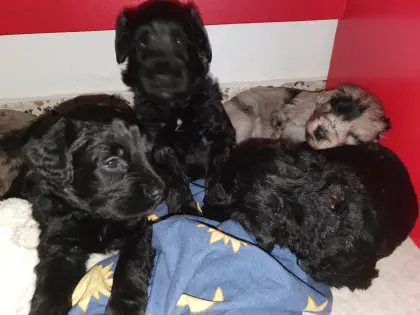 Bergamasker Hirtenhund Welpen