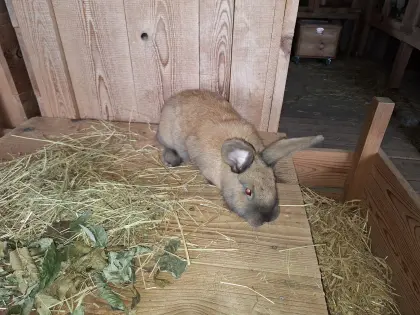 Verkaufe Kaninchen