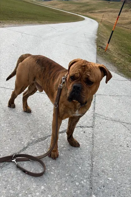 Toller Familienhund sucht Zuhause