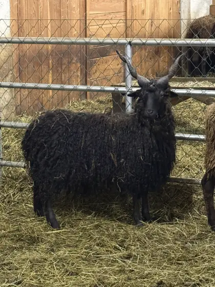 Zackelschaf Widder BIO