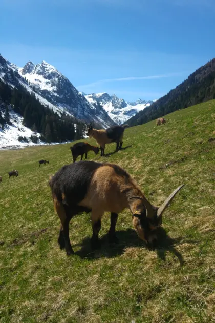 Passeier Goase mit HB zu verkaufen
