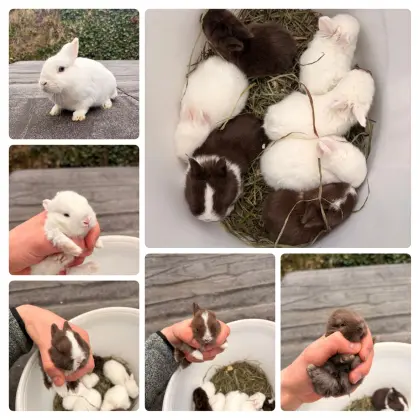 Farbenzwerg-Häsin mit Babys