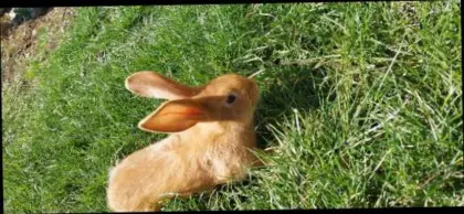Neuseeländer Hasen