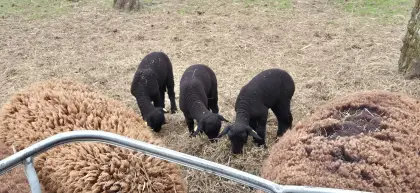 Reinrassige Jura Schafe