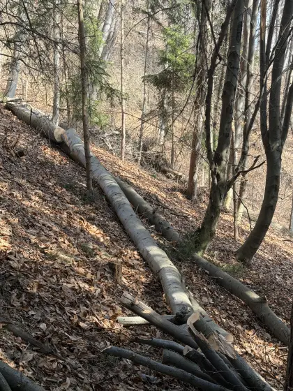 Buchenstämme zu verschenken
