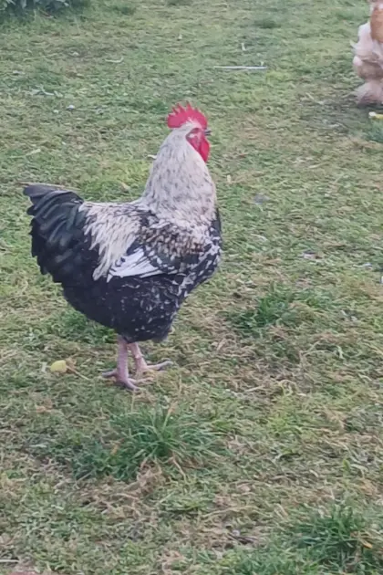 Ein Orpington-Mix Hahn