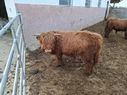 Highland Cattle