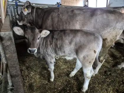 Original Braunvieh Kuhkalb