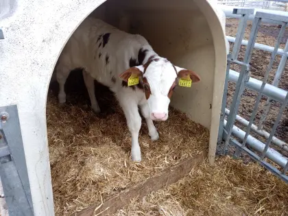 RF Stierkalb hornlos