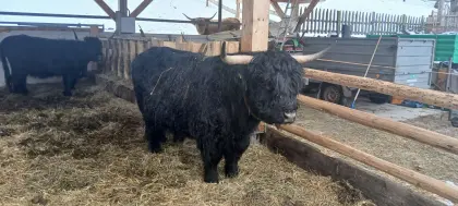 Hochlandrinder Stier