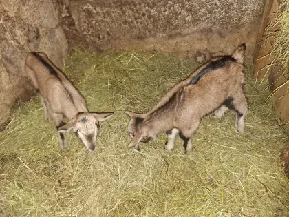 Pinzgauer Strahlenziege - Jungbock