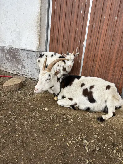 Tauernschecken-Ziege
