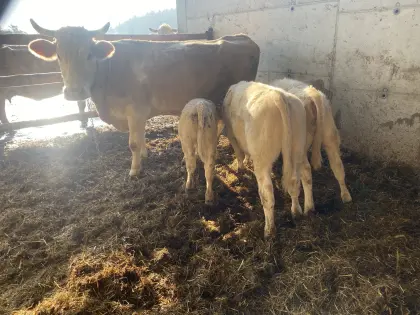 Suche Waldviertler Blondvieh-Kuh