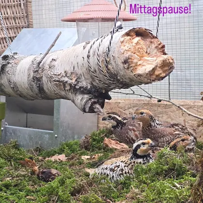 Virginiawachteln Baumwachteln