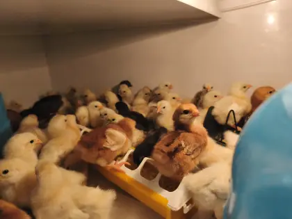 Reinrassige Zwerghühnerküken