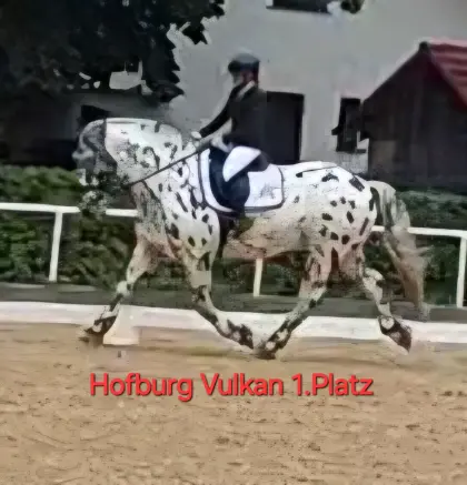 Deckhengst Hofburg Vulkan