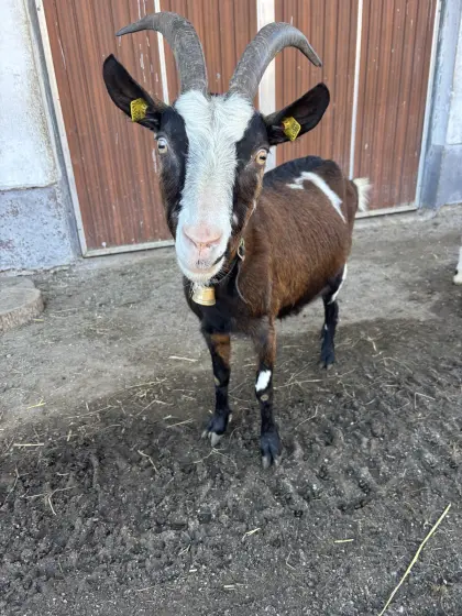 Tauernschecken-Ziege