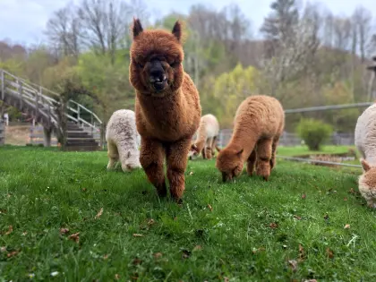 Alpakas zu verkaufen