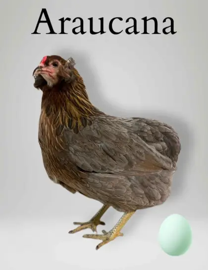 Rassehühner, Rassehennen, Rassegeflügel, Legehennen