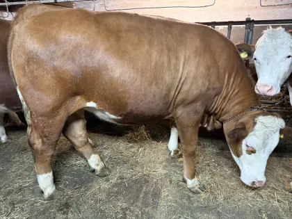 Schöne trächtige Fleckviehkalbinen zu verkaufen