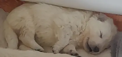 Zuckersüße weiße Schäferhunde Babys