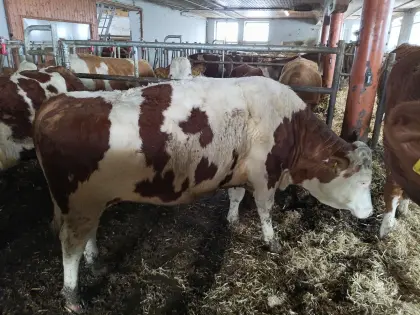 Trächtige FV Kalbin