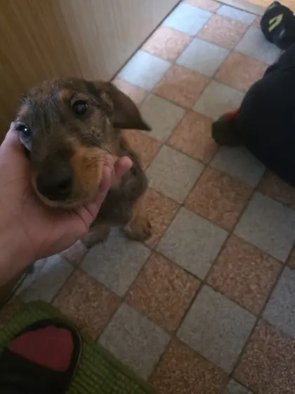 Rauhaardackel Welpen