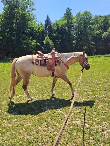Appaloosa Zuchtstute