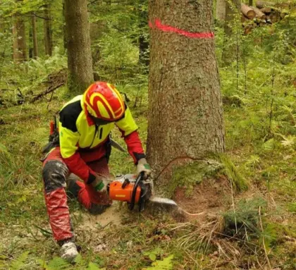 Forstarbeiten und Baumfällung zuverlässig und erfahren