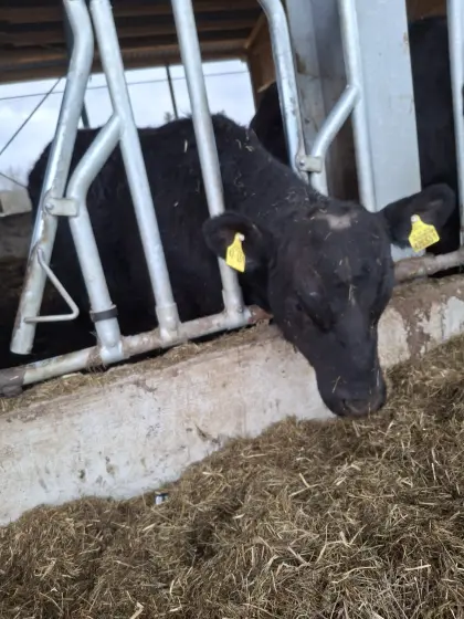 Aberdeen Angus Bullen Absetzer