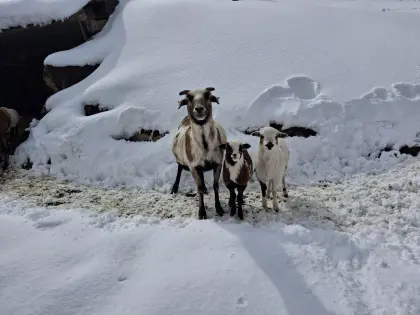 Schaf mit zwei süßen Lämmern