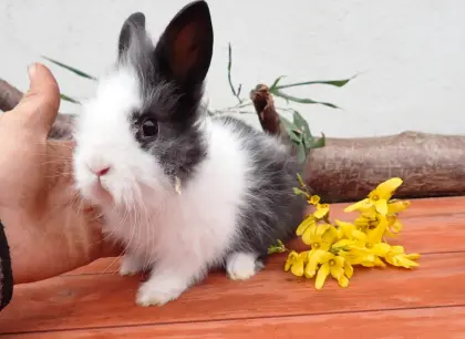Vergebe Löwenkopf Zwergkaninchen ab 18. bis 25. April
