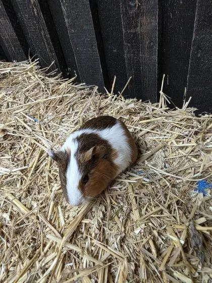 Meerschweinchen