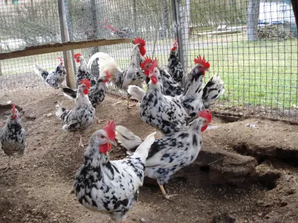 Bruteier reinr. Leghorn Exchequer aus Hobbyzucht abzugeben