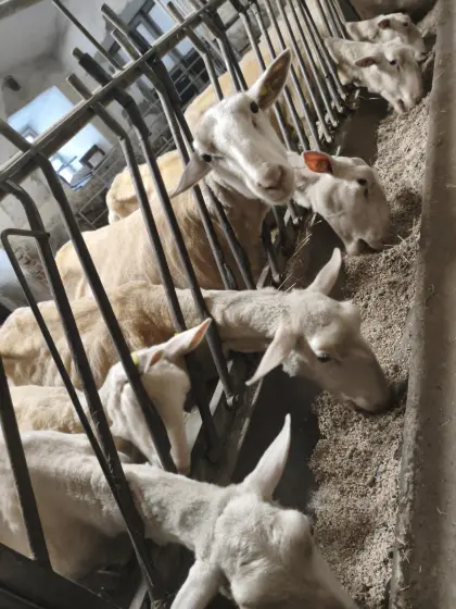 Ostfriesische Milchschafe