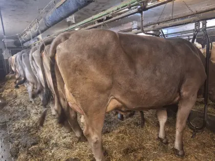 Brown Swiss Erstlingskuh