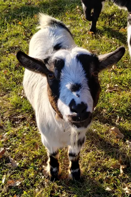 Miniziegenbock, hornlos
