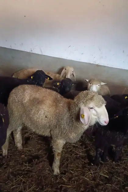 Weißer Bergschafwidder