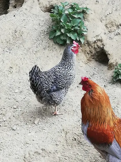 Legehenne zu verschenken