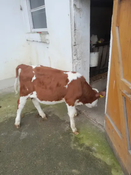 Verkaufe weibl. Nutz/Zuchtkalb