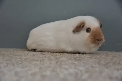 Sau Meerschweinchen California Schoko