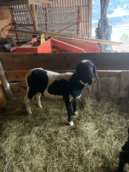 Gescheckter Bergschaf Widder