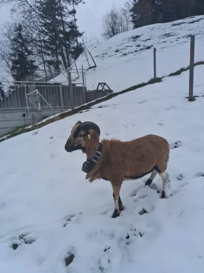 Kamerun Schaf Bock handzahm