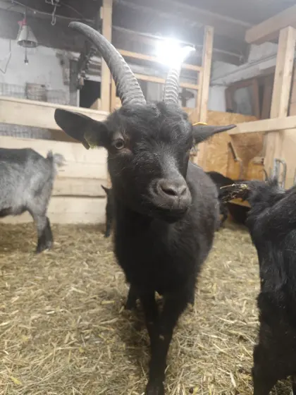 HB Blobe (Schwarz) Jährling