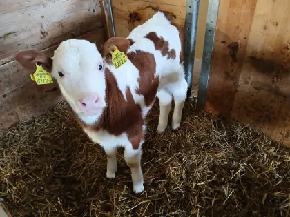 Verk. Bio FV x MO Zuchtkalb