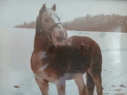 Suche Haflinger oder Noriker Stute