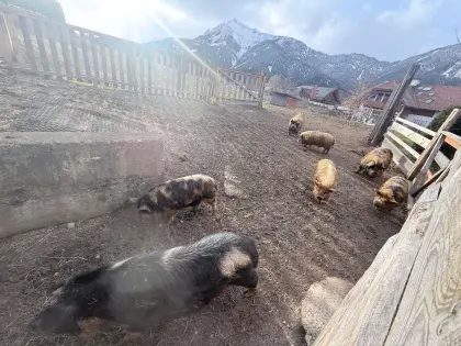 Kune Kune Zucht Schweine mit Pedigree