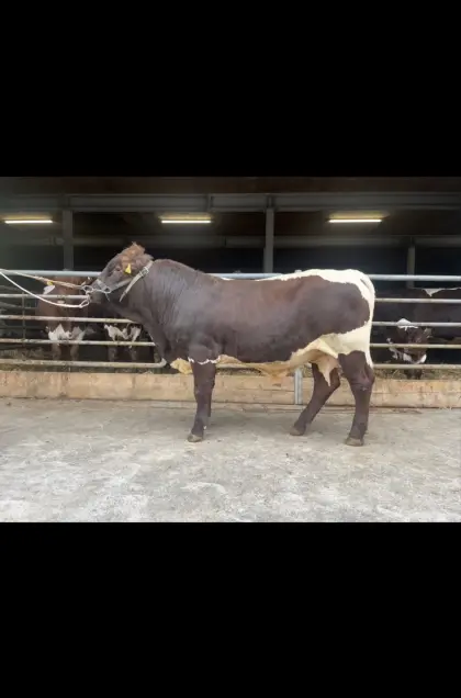Pinzgauer Fleisch Zuchtstier