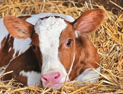 Suche Fl oder FL/RF Zuchtkälber